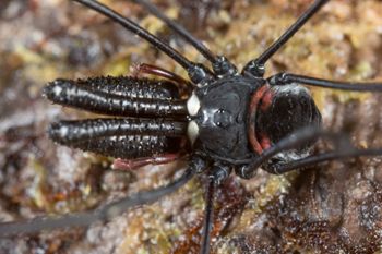 Media type: image;   Invertebrate Zoology 133437